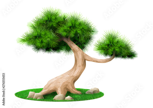 Decorative bonsai tree pine isolated