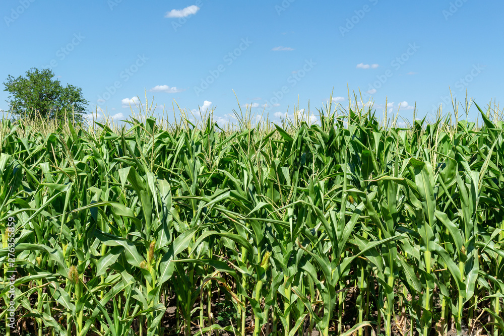 young fresh corn field growing, agriculture farming rural economy agronomy concept young fresh corn field growing, agriculture farming rural economy agronomy concept