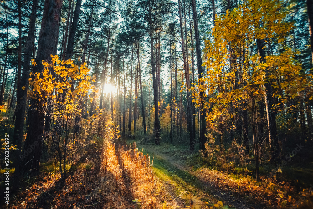 Fototapeta premium Amazing scenic landscape at early morning in autumn forest. Dazzling bright sunlight through tree branches silhouettes. Rich fall foliage glitter in sunbeams. Wonderful sunrise. Lovely sunset scenery.