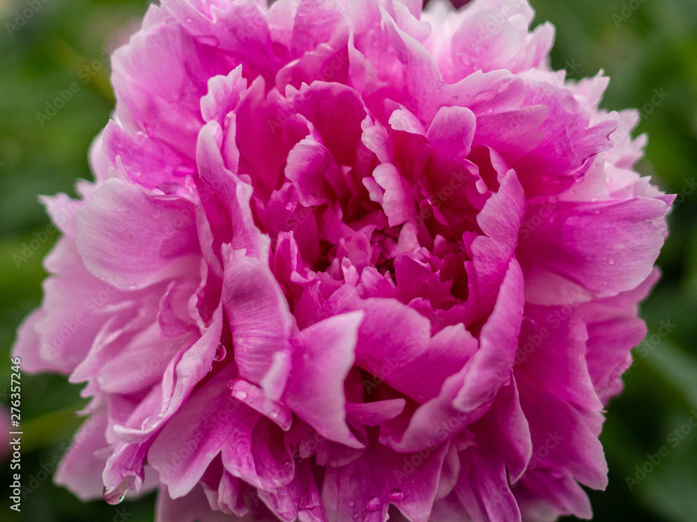 Bud of a blossoming pink peony. Blooming beautiful pink flower exudes a subtle magical fragrance.