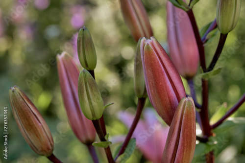Lilie (Lilium)  kurz vor der Blüte