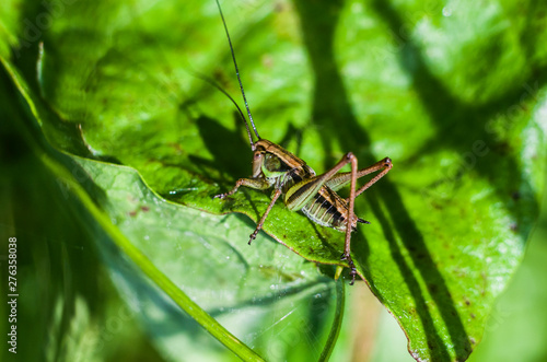 Grasshopper on a green blurred background. © liyavihola