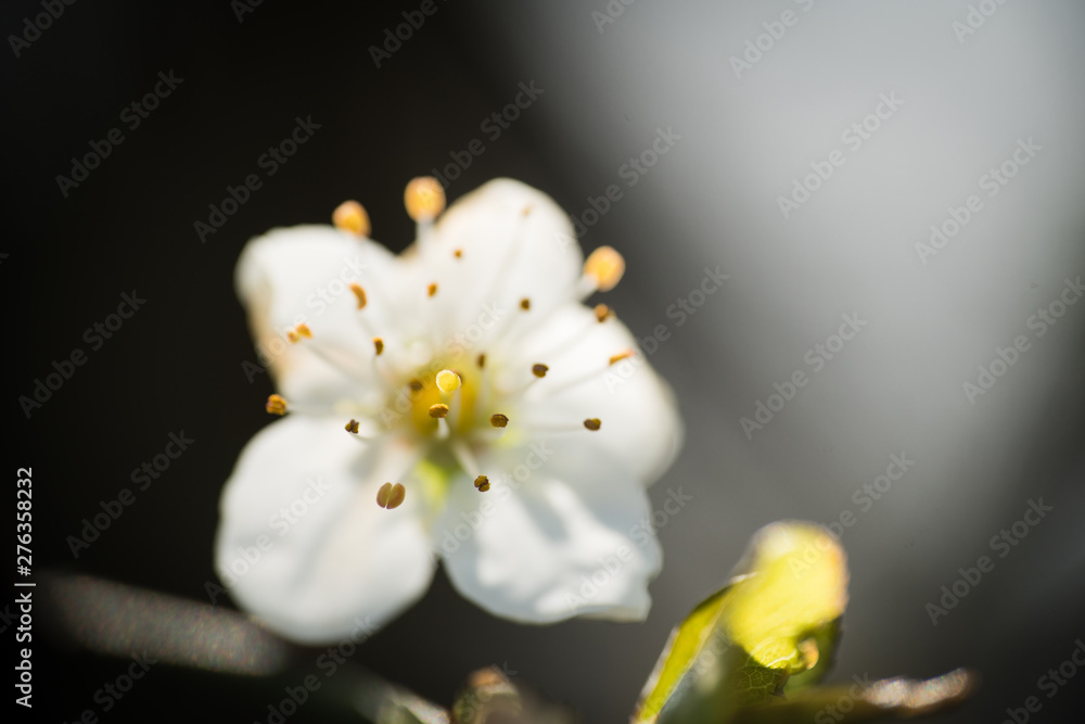 Blüte 2 Blüte 2