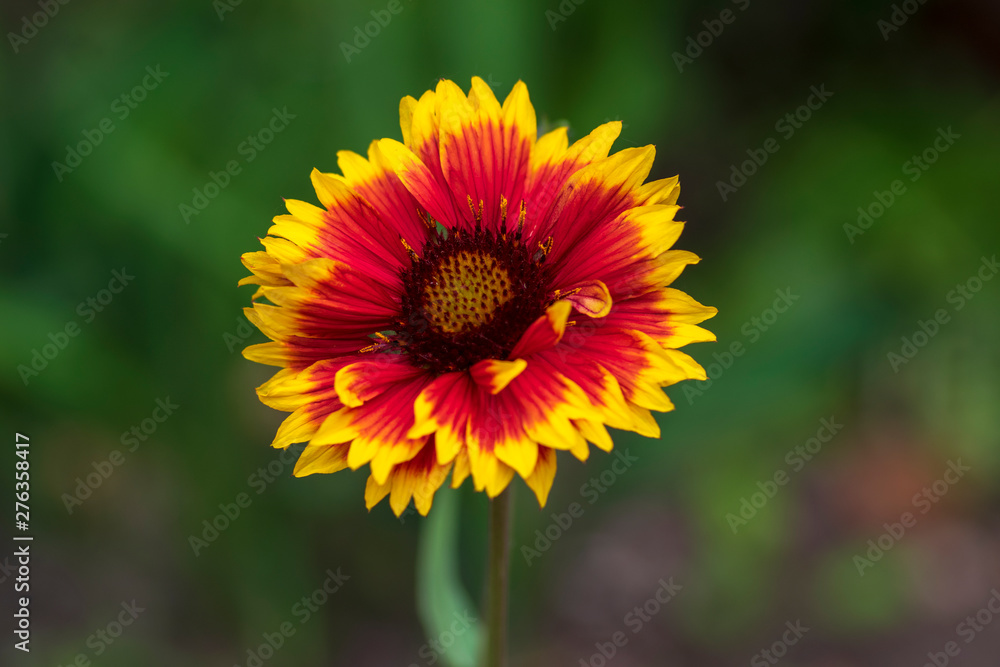 Gaillardia aristata red yellow flower in bloom, common blanketflower flowering plant Gaillardia aristata red yellow flower in bloom, common blanketflower flowering plant