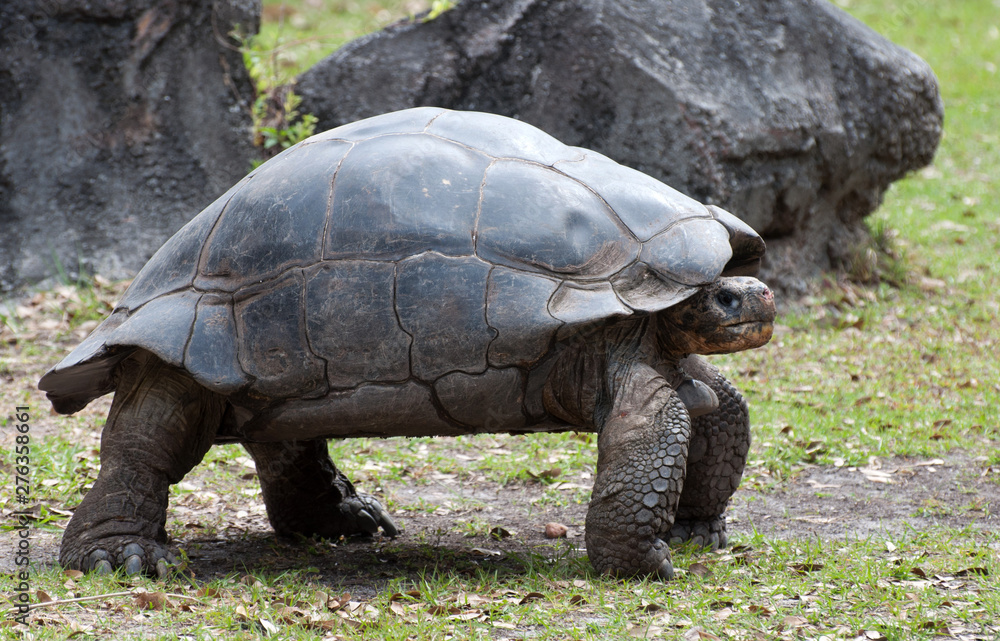 Giant Galapagos tortoise is standing on thick, sturdy legs on leaf and stone strewn green grass with rocks in the background. Giant Galapagos tortoise is standing on thick, sturdy legs on leaf and stone strewn green grass with rocks in the background.
