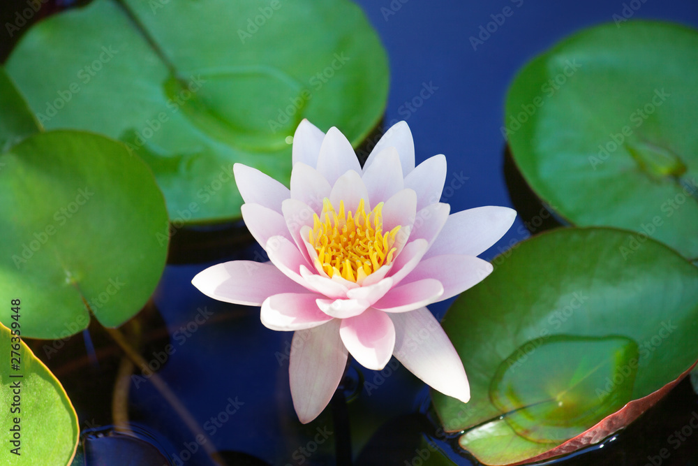 One Pink Water Lily Flower Blossom On Blue Water And Green Leaves Background Close Up Beautiful One Pink Water Lily Flower Blossom On Blue Water And Green Leaves Background Close Up Beautiful