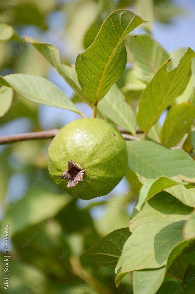 green guava in fruit garden green guava in fruit garden