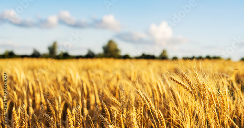 Wheat field. Ears of golden wheat close up. Beautiful Nature Sunset Landscape. Rural Scenery under Shining Sunlight. Background of ripening ears of wheat field. Rich harvest Concept.