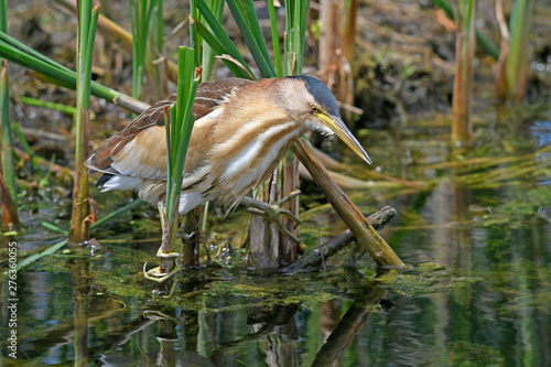 Zwergdommel (Ixobrychus minutus) - Little bittern photo