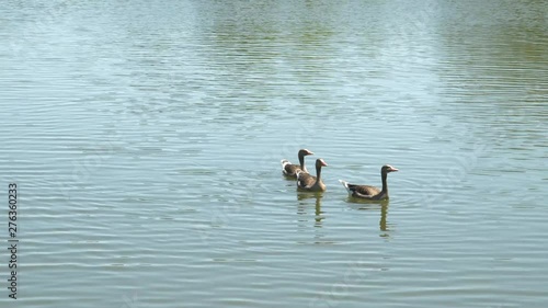 Enten auf Altmühl