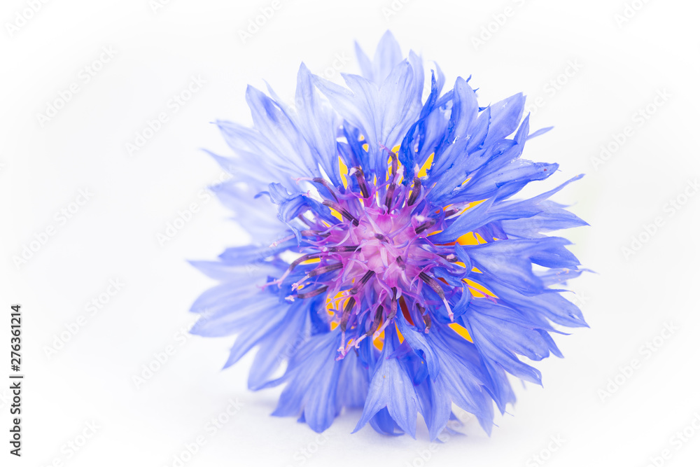 Kornblume Minimal 2 Kornblume Minimal 2