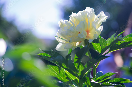 White flowers peonies flowering in park. Peonies garden.