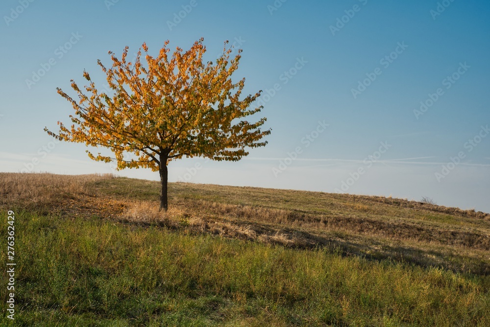 Fototapeta premium Kirschbaum im Herbst wolkenloser Himmel