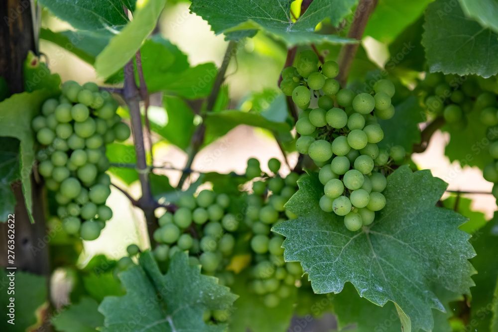 Weintrauben, Reben an einem Strauch 