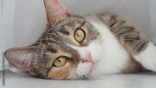 Adult tricolor cat lying on the floor quickly turns his head in different directions