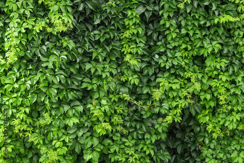 A climbing ivy on a wall