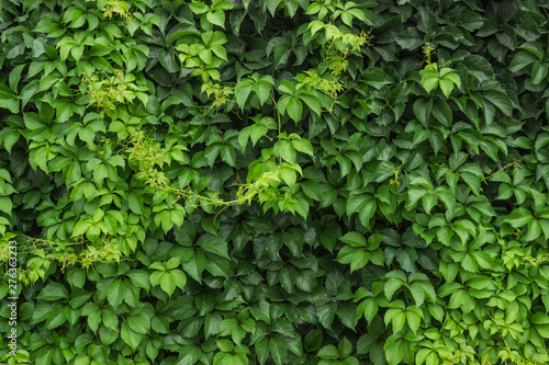 A climbing ivy on a wall