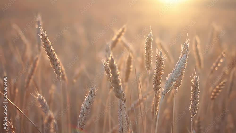 Golden sprigs of wheat sway in the wind Golden sprigs of wheat sway in the wind