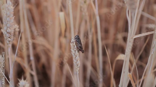 A grasshopper sits on a sprig of wheat in a field sways in the wind
