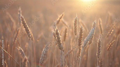 Golden sprigs of wheat sway in the wind