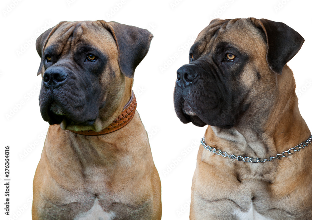 A rare breed of dog - the Boerboel (South African Mastiff). Two red dogs with amber eyes on a white background, isolated, close-up.