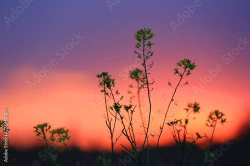 wild flowers on sunset sky background