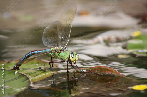 dragonfly suspended on the water