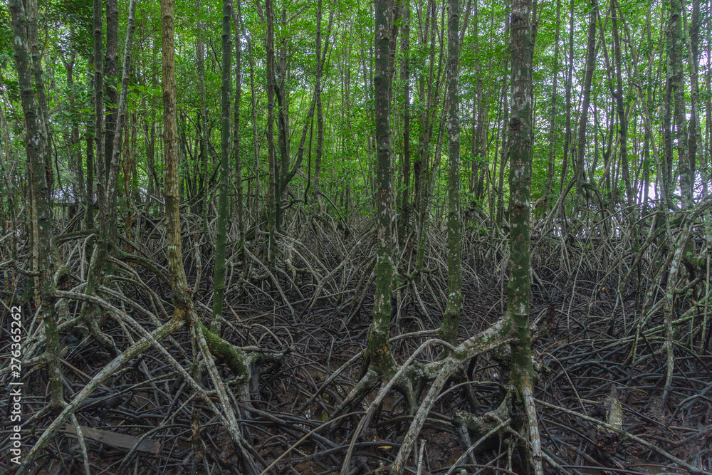 root of mangrove tree at black beach view point Trat Thailand. root of mangrove tree at black beach view point Trat Thailand.