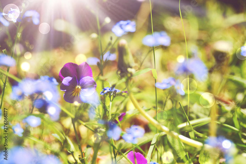 Blumenwiese - Hintergrund -...