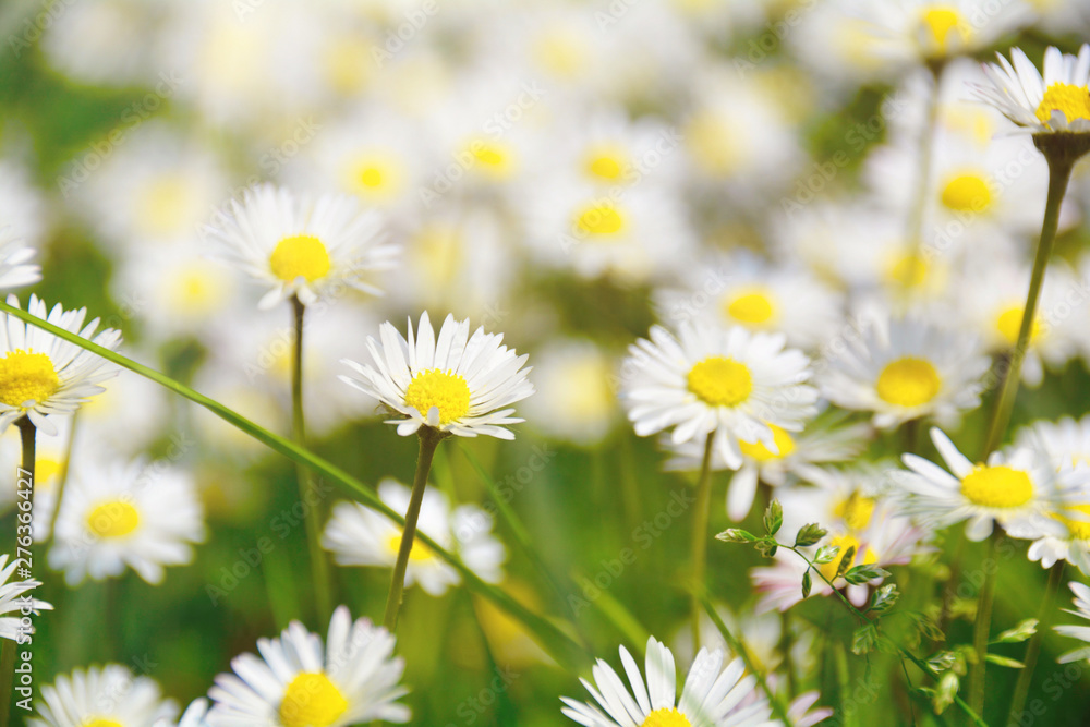 Blumenwiese - Hintergrund - Frühling - Sommer Blumen Wiese