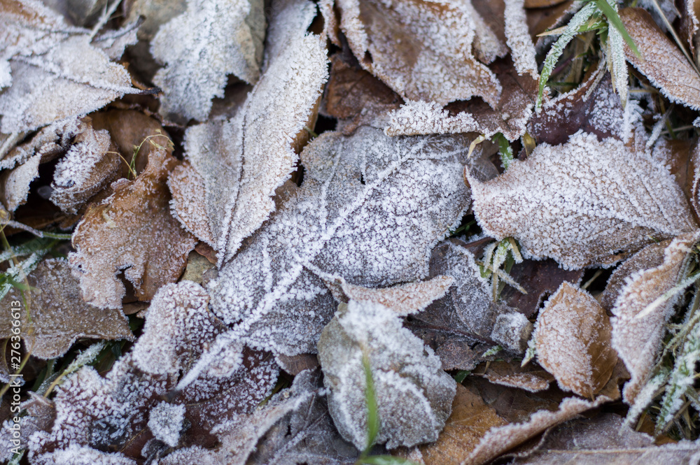 Leaves Winter Freezing Leaves Winter Freezing