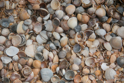 Shells close-up on the shore of the sea of Azov