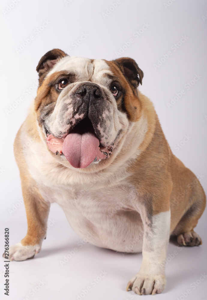 Portrait of an english bulldog