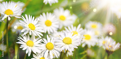 Blumenwiese - Hintergrund - Fr  hling - Sommer Blumen Wiese