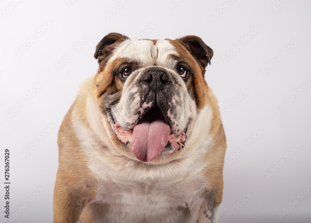 Portrait of an english bulldog sitting