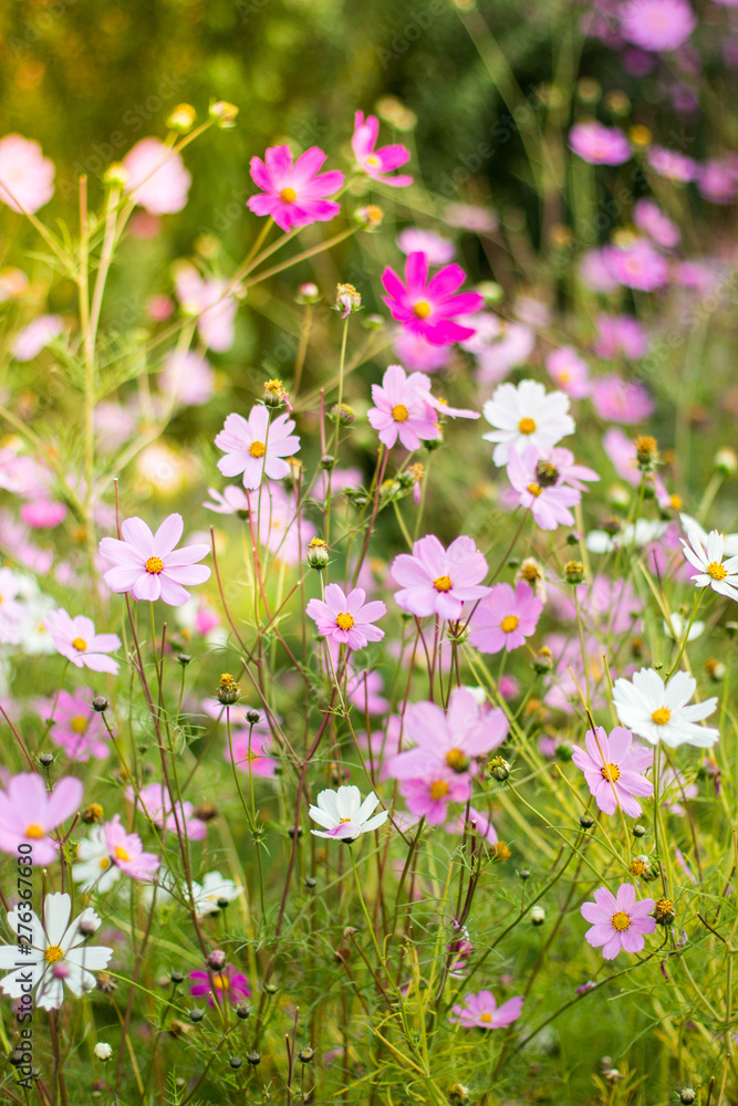 Wild flowers close-up in the autumn sunny day Wild flowers close-up in the autumn sunny day