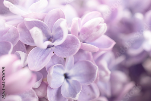 Fantasy lilacs flowers close-up on blurred background with soft focus effect. For this photo applied blurring. © julia_arda