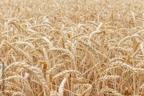 field with ears of grain wheat close up growing  agriculture farming rural economy agronomy concept