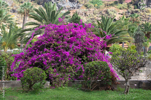 Fototapeta Naklejka Na Ścianę i Meble -   Bright  pink flowers near the beach of Puerto de la Cruz, Tenerife, Canary Islands,  Spain