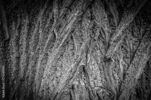OLD TREE BAR TONED MONOCHROME - MACRO VIGNETTE