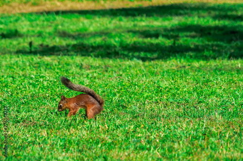 SQUIRREL IN THE FOREST AT COLORFUL green grass background