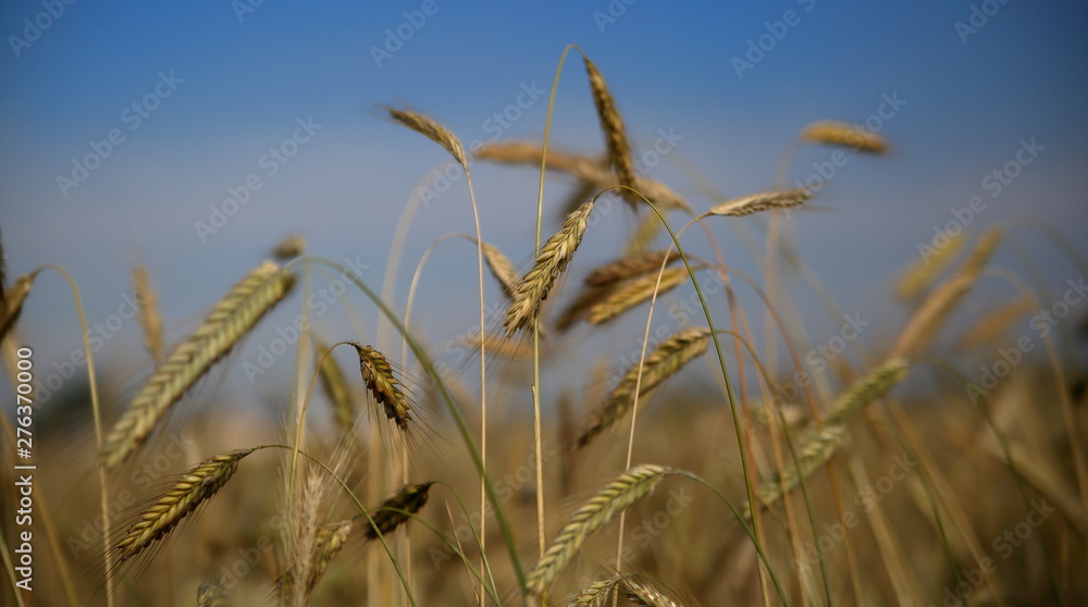 Fototapeta premium field of wheat