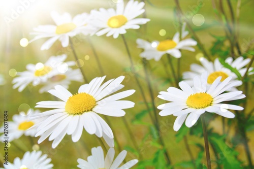 Gänseblümchen - Margeriten ...