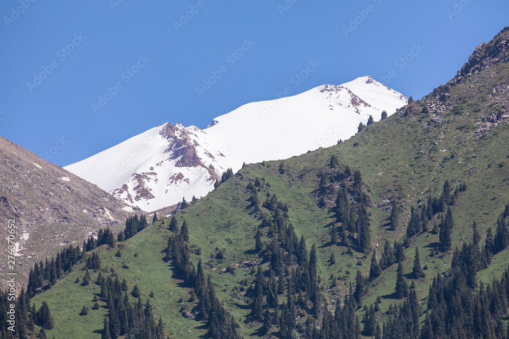 summer mountain landscape with fir trees on the mountainside and mountain peak