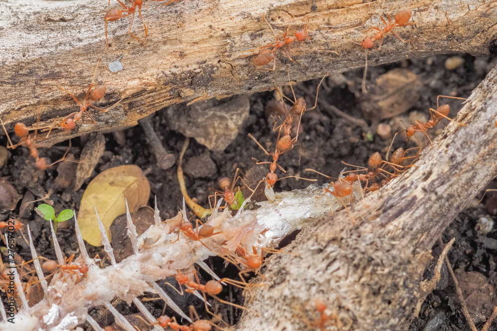 Weaver ants or green ants (Oecophylla) hunting a fish bone, a group of green ants taking a fish bone to the nest. Weaver ants or green ants (Oecophylla) hunting a fish bone, a group of green ants taking a fish bone to the nest.
