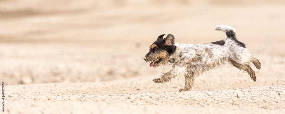 Small cute dog running on dry sandy ground and have fun. Jack Russell Terriers 4 years young - obrazy, fototapety, plakaty 