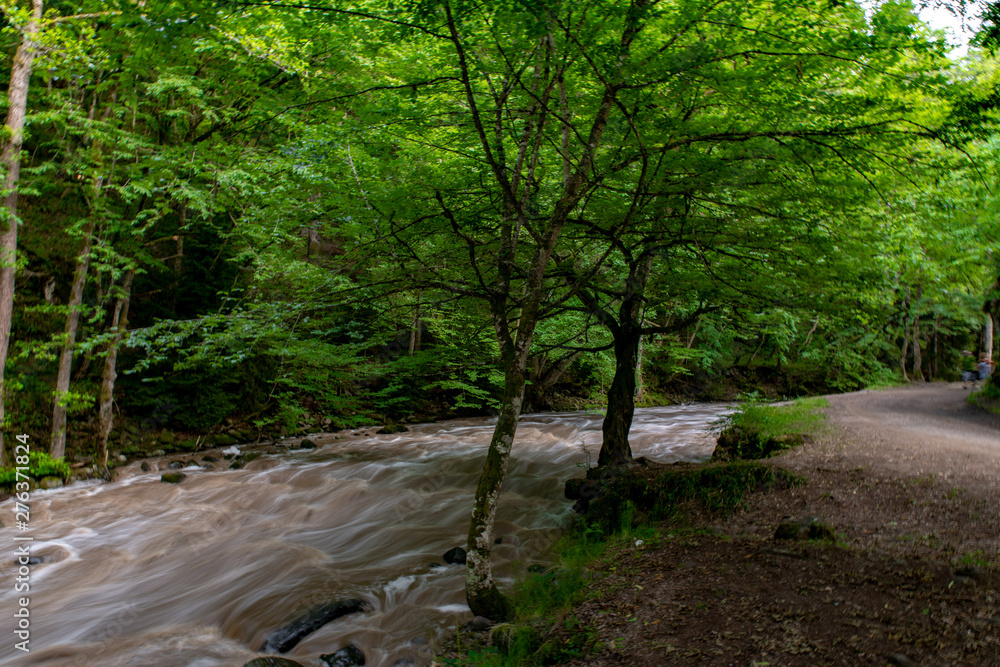 mountain river a lot of greenery and stones