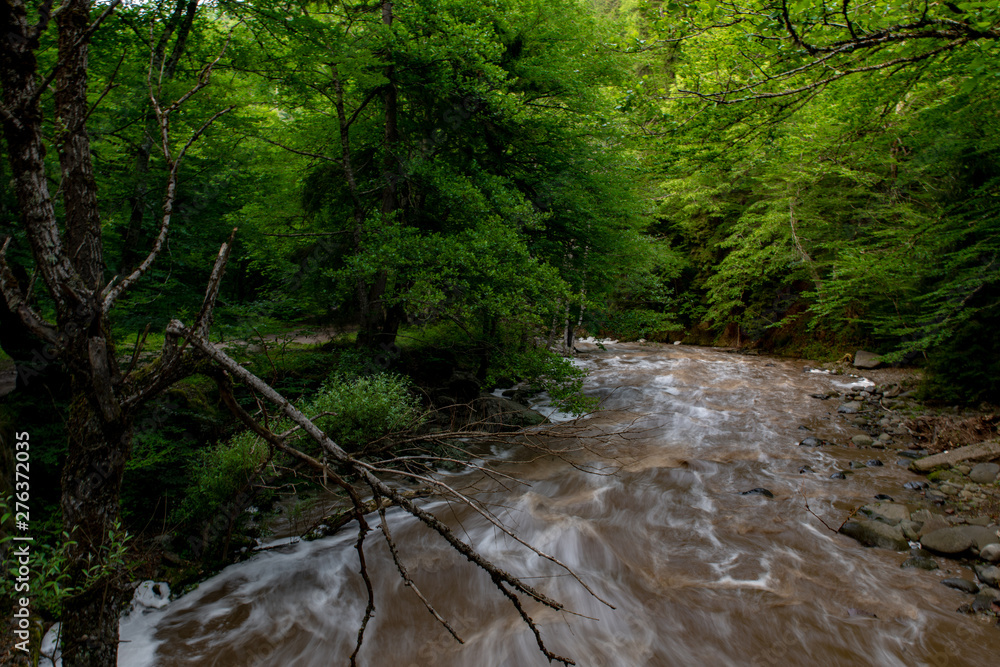 mountain river a lot of greenery and stones mountain river a lot of greenery and stones