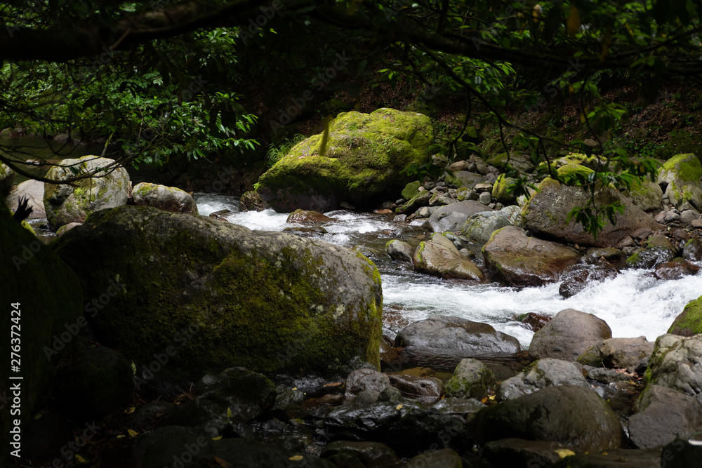mountain river a lot of greenery and stones mountain river a lot of greenery and stones