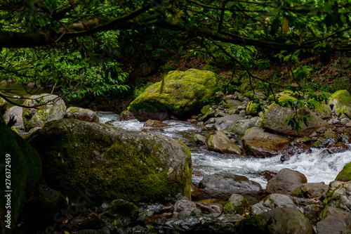 mountain river a lot of greenery and stones